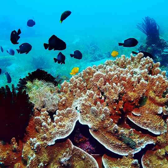 Oceano fica mais escuro: entenda o fenômeno e seus riscos