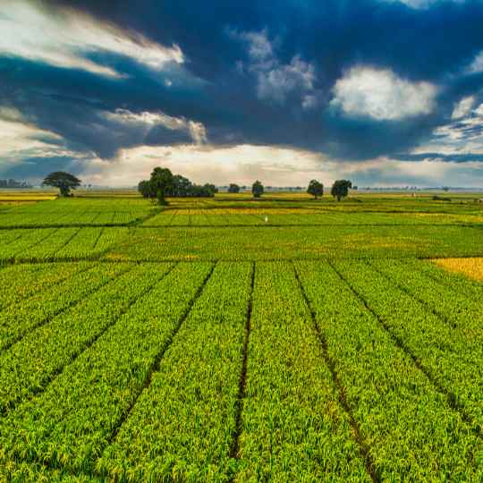 Expansão agrícola na Amazônia ameaça ecossistemas com uso intensivo de fertilizantes